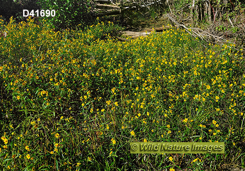 Nodding Beggarticks (Bidens cernua)